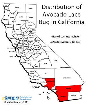 Distribution of Avocado Lace Bug