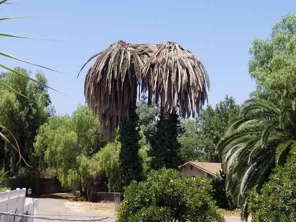 double-dead-palm-acacia-ave-aug-2018.jpg