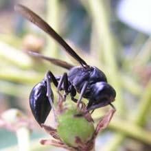 epipona_opening_avocado_fruit-1.jpg