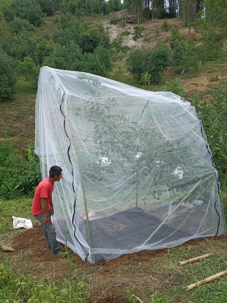 Cage for exclosing avocado tree