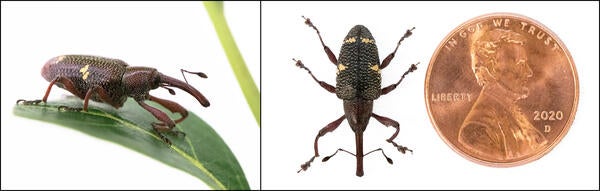 Adult Avocado Seed Weevils