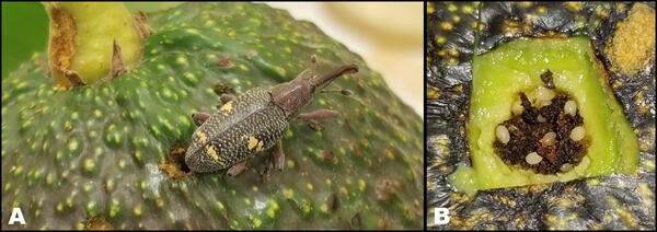 Eggs of the Avocado Seed Weevil