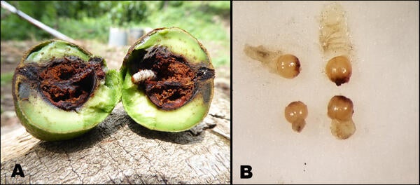 Infested Avocado from Seed Weevil