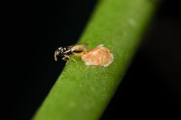 figure08a.jpg