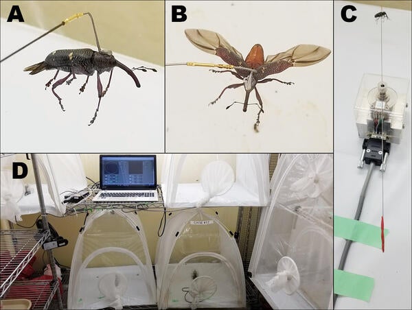 Fligh Mills and the Avocado Seed Weevil