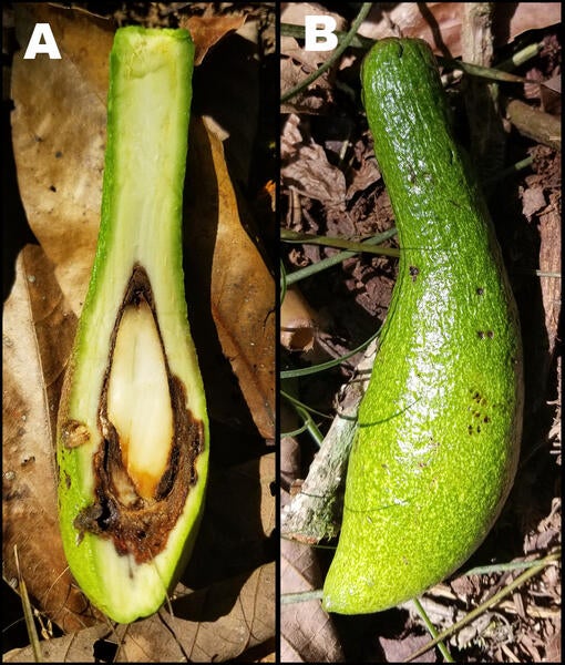 Avocados attacked by Seed Weevils