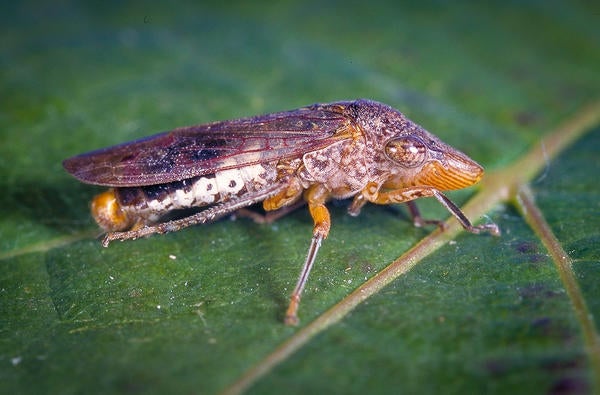 Glassy winged sharpshooter