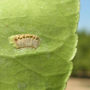 gwws_egg_mass_leaf_small.jpg