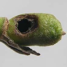 hole_in_fruit_made_by_epipona.jpg