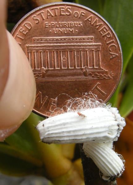 icerya_penny_size_photo.jpg