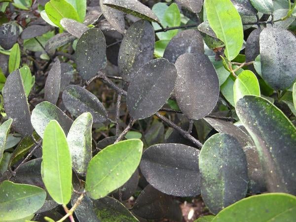 icerya_sooty_mold_leaves.jpg