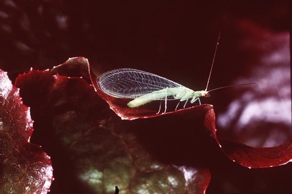 lacewing.jpg