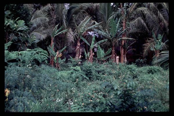 lantana_and_coconuts.jpg