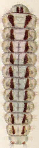 levuana_larva_small.jpg