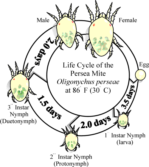 lifecycle.gif