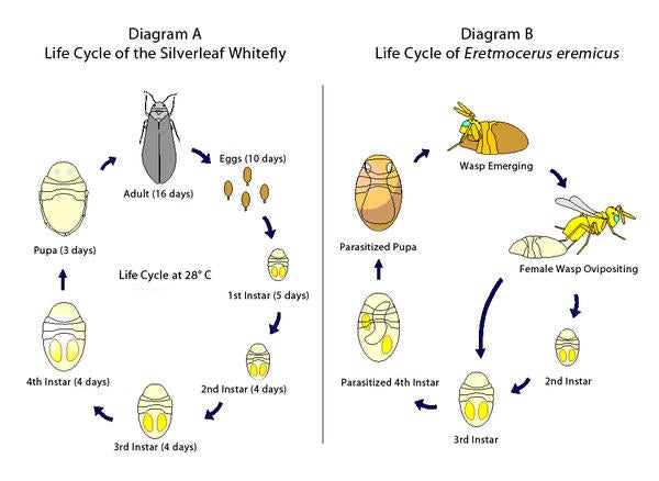 lifecycle.jpg