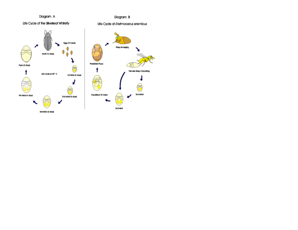 lifecycle.gif