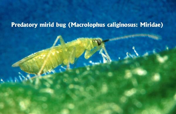 macrolophus.jpg