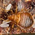 mark_dery_bed_bugs_05.jpg