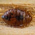 mark_dery_bed_bugs_06.jpg