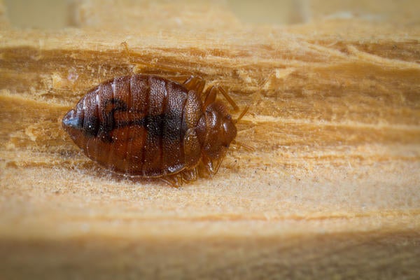 mark_dery_bed_bugs_06_large.jpg