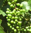 obj_3_grapes_small.jpg