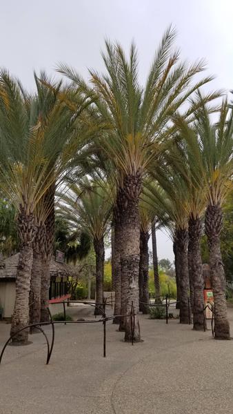 ornamental-date-palms1.jpg