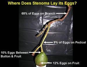 ovipostion_preference_thumbnail.jpg