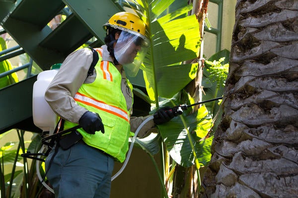 palm-trunk-spray.jpg 