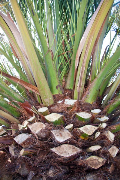 palm-window.jpg | Applied Biological Control Research