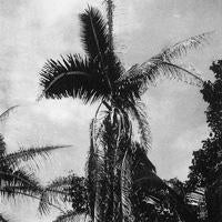 palm_destroyed_by_levuana_small.jpg