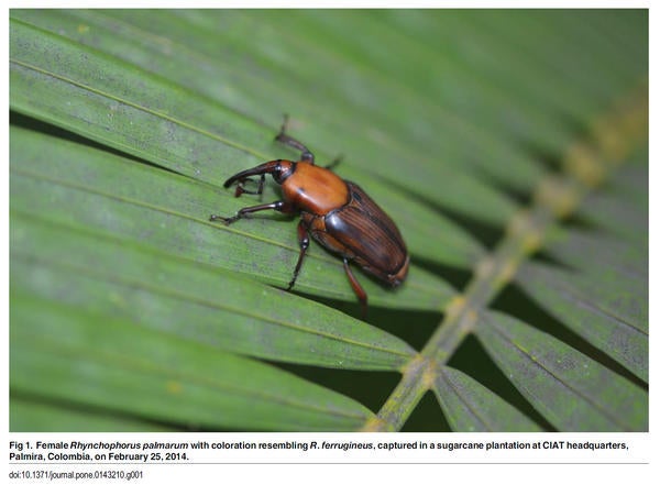 palm_weevil_adult_clip_large.jpg