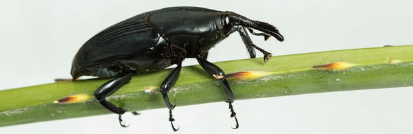 South american palm weevil