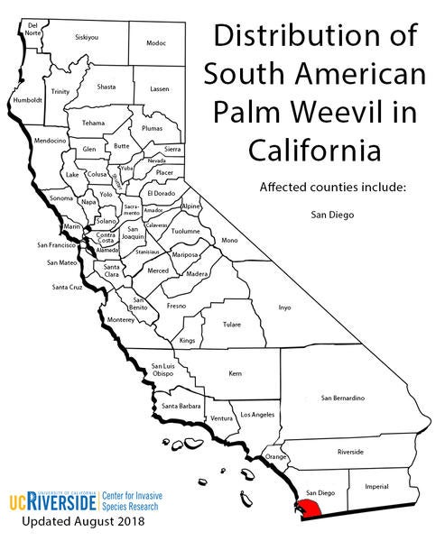 palmarum_distribution_large.jpg