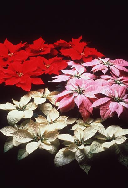 poinsettia.jpg