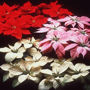 poinsettia_small.jpg