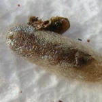 pseudophanerotoma_pupa.jpg