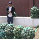 roadside-avocados-2.jpg