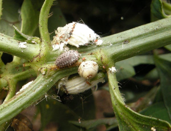 rodolia_ceraplastes_icerya_low_res_1.jpg