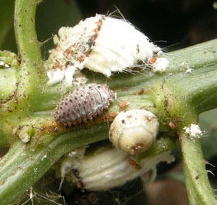 rodolia_ceraplastes_icerya_low_res_1_thumbnail.jpg