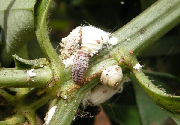 rodolia_ceraplastes_icerya_low_res_2.jpg