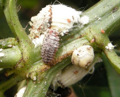 rodolia_ceraplastes_icerya_low_res_2_thumbnail.jpg 