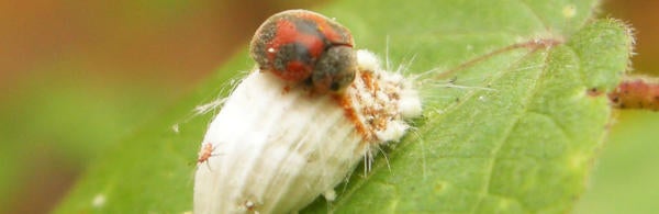 Adult R. cardinalis attacking I. purchasi