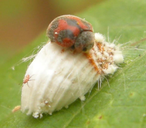 rodolia_eating_icerya_thumbnail.jpg