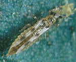 scolothrips_thumbnail.jpg