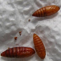 seperated_cryptaspasma_pupae.jpg