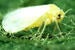 silverleaf_whitefly_75.jpg