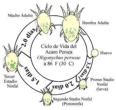 spanlifecycle.jpg