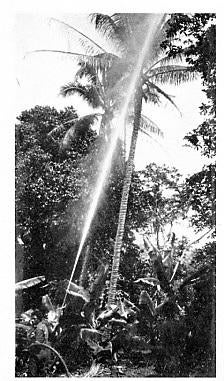 spraying_palms_2.jpg