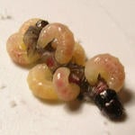 stenoma_cotesia_emerging_from_stenoma.jpg